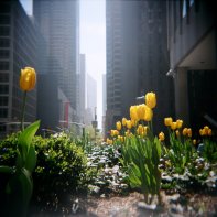 Springtime in New York City