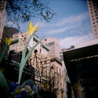 Moma Garden Tulip